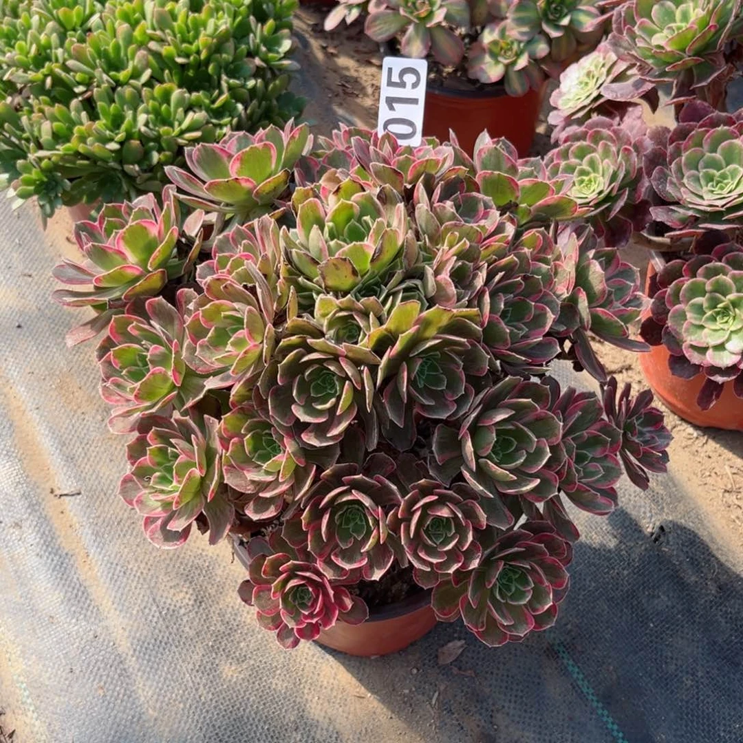 015安娜法师多肉植物