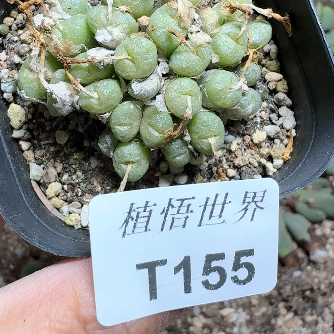 155号多肉植物哇c