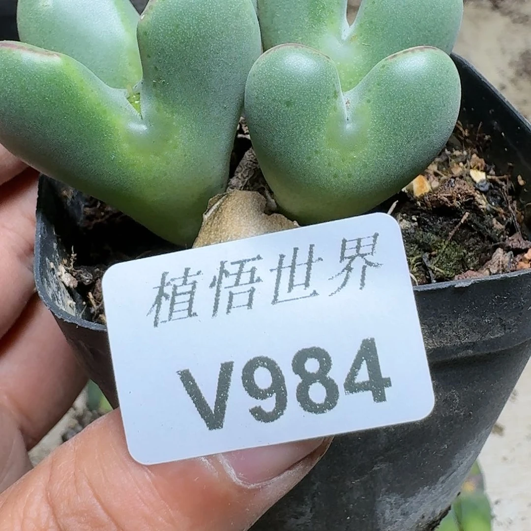 984号多肉植物哇c