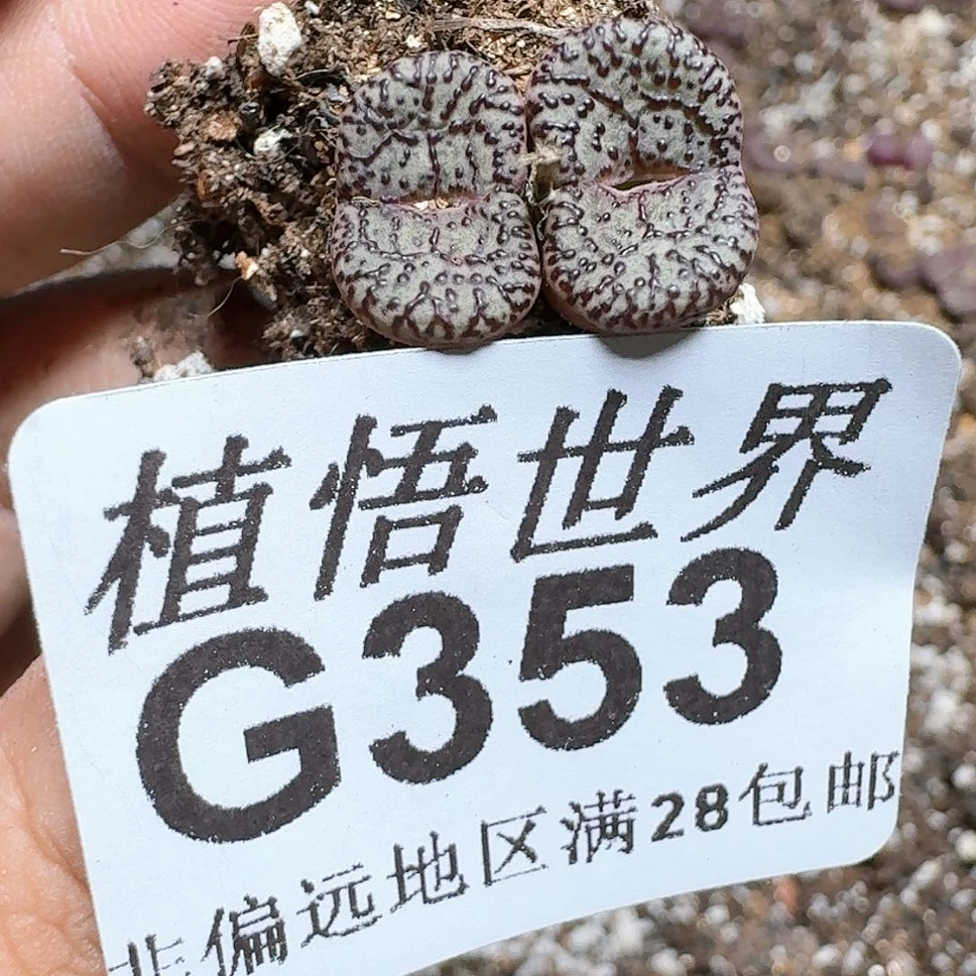 353号多肉植物群