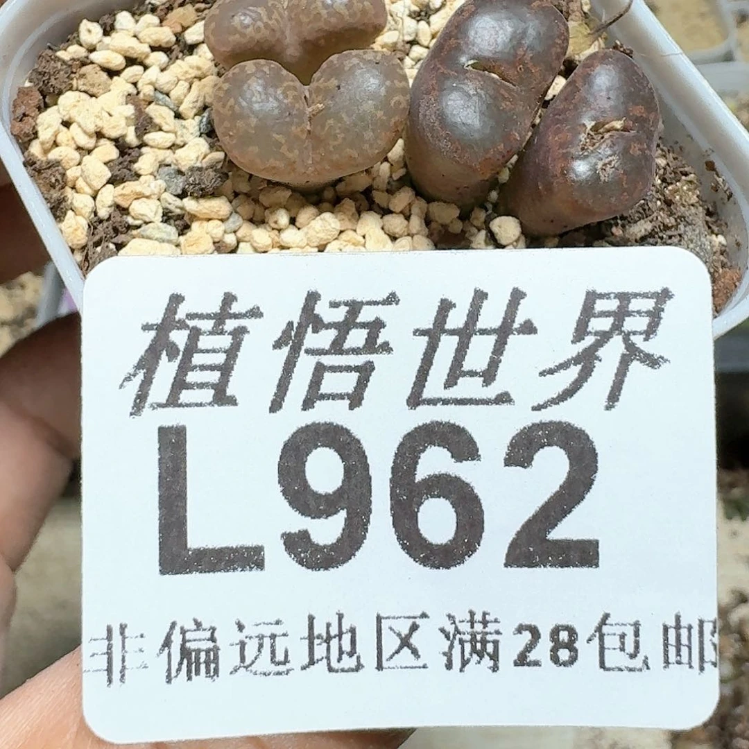 962号多肉植物c f