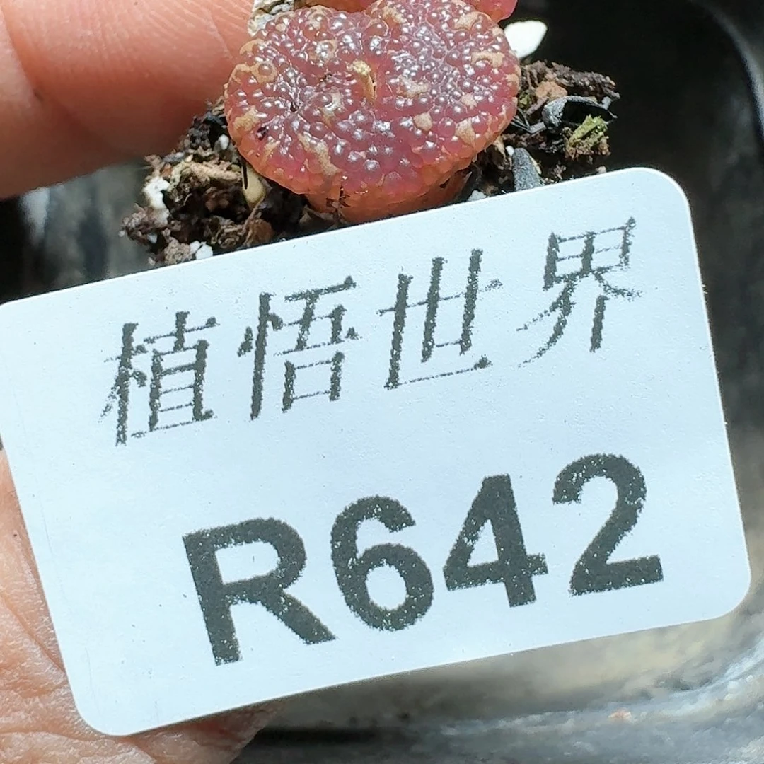 642号多肉植物哇c g
