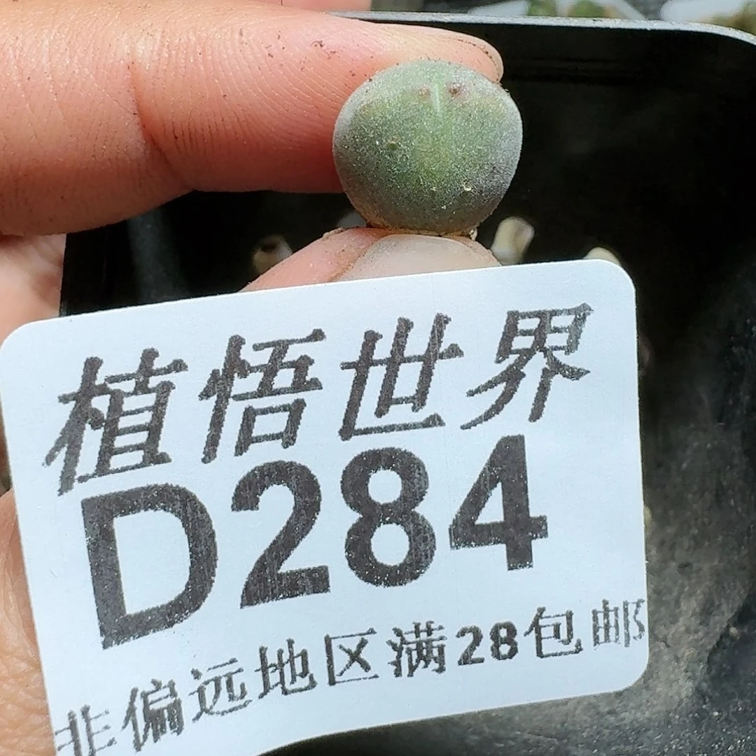 284号多多肉植物哇g
