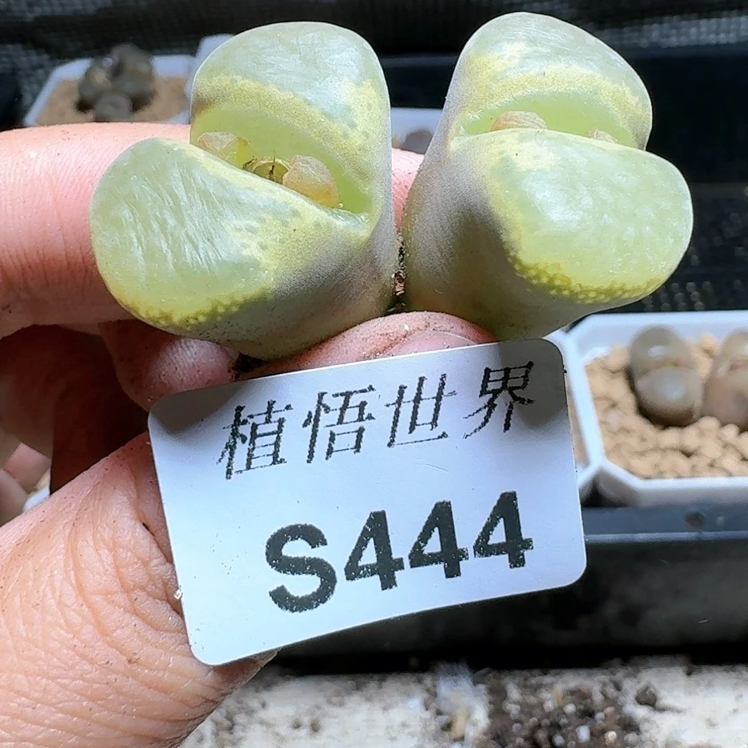 44号多肉植物哇c
