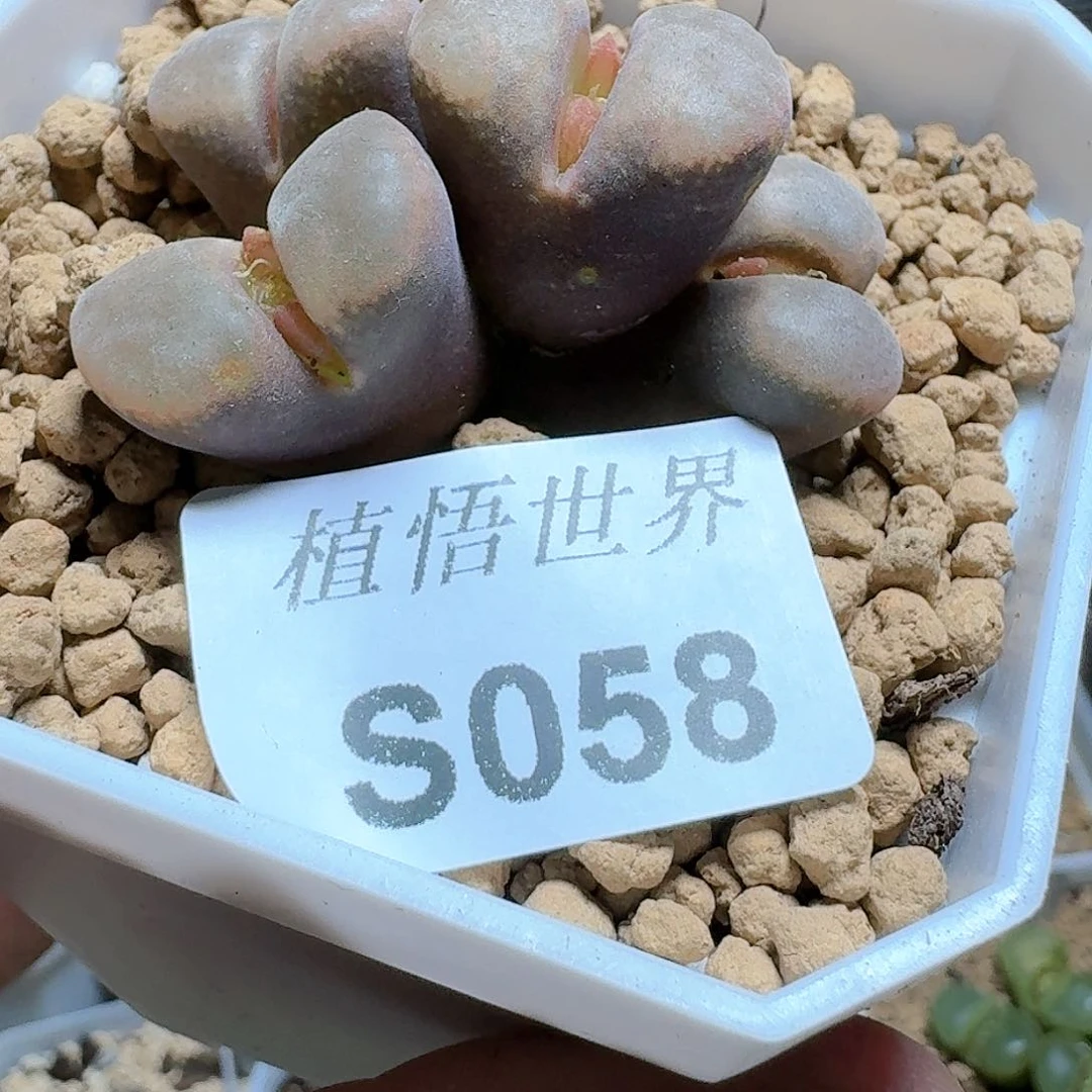 058号多肉植物哇哈v
