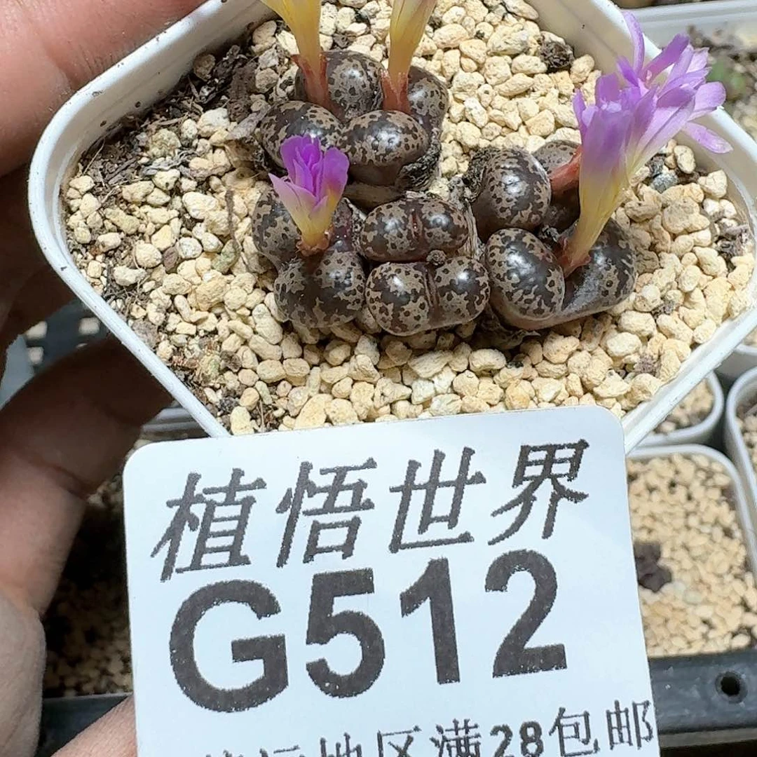 512号的日多肉植物