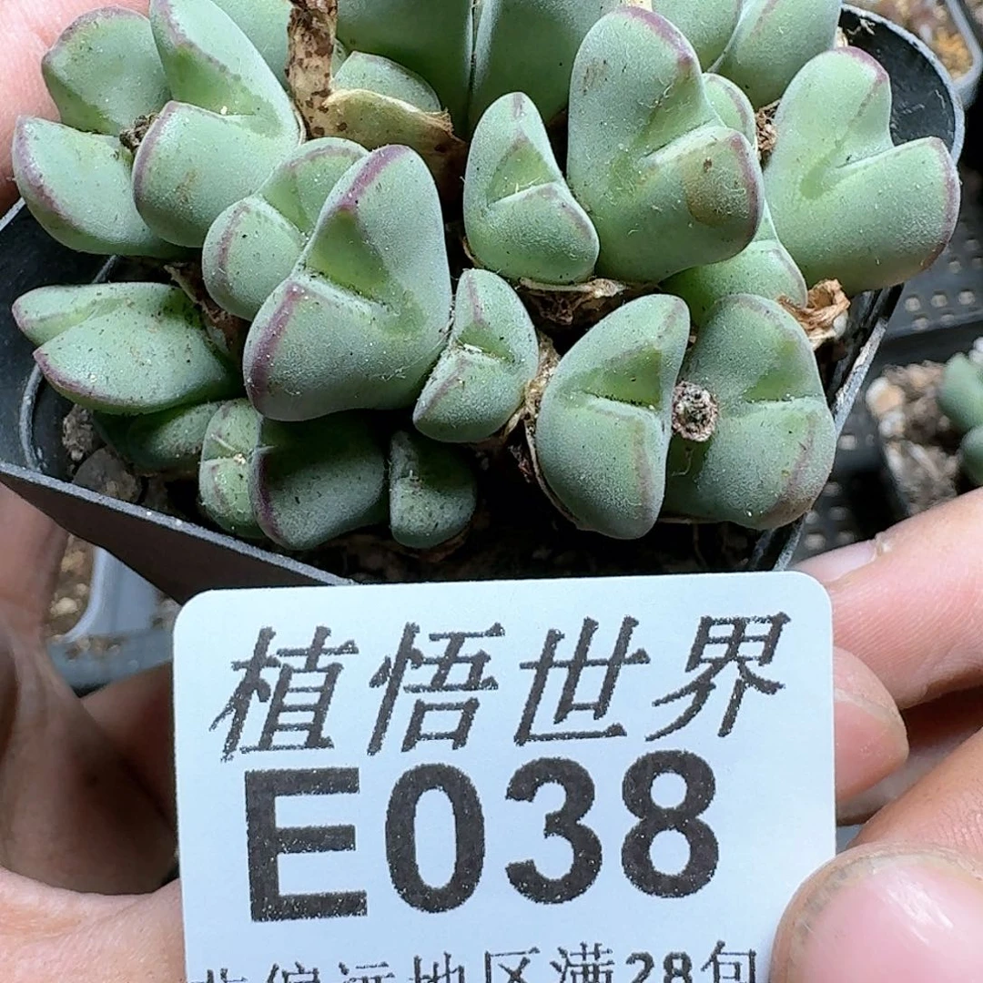 038号多肉植物大