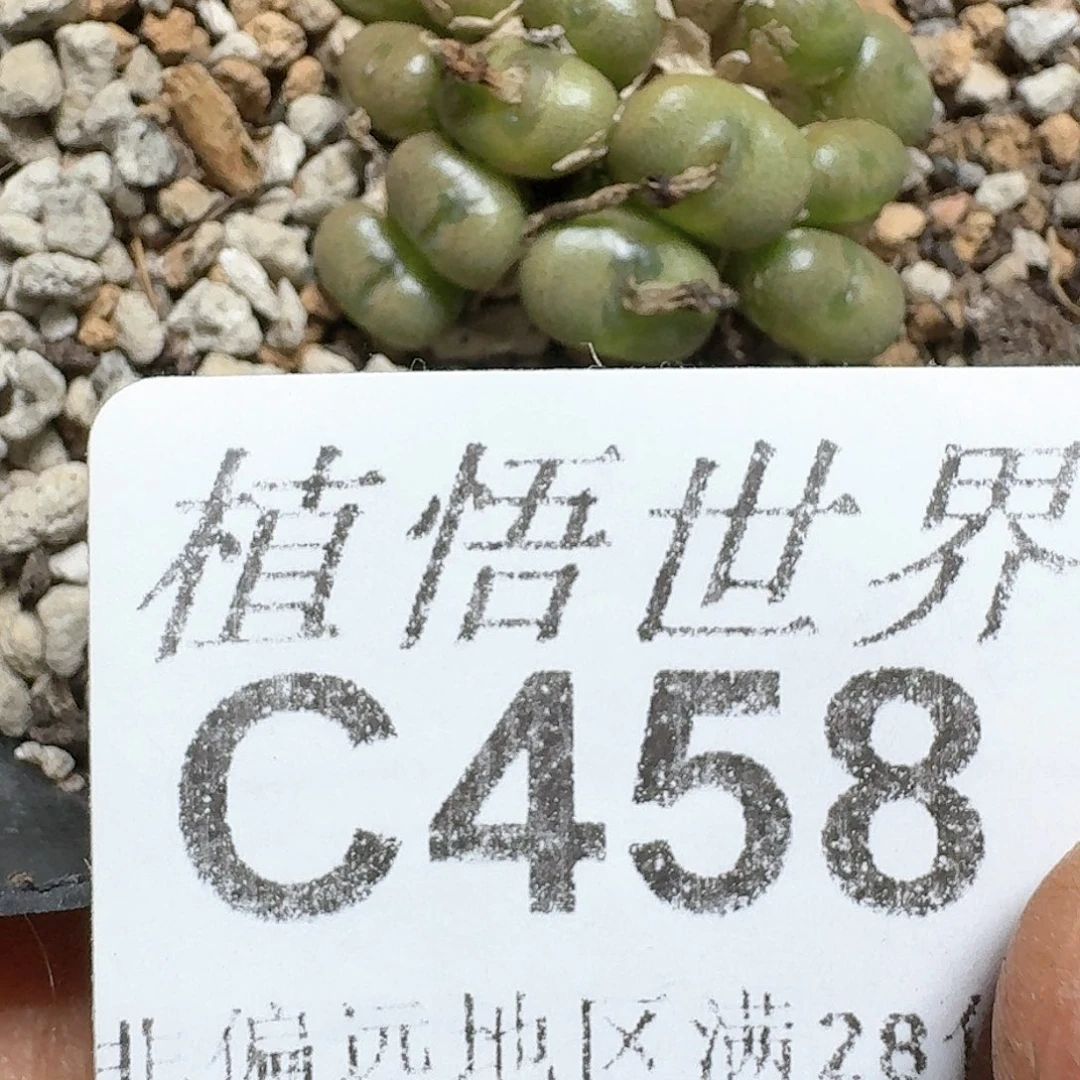 458号多肉植物哇吃
