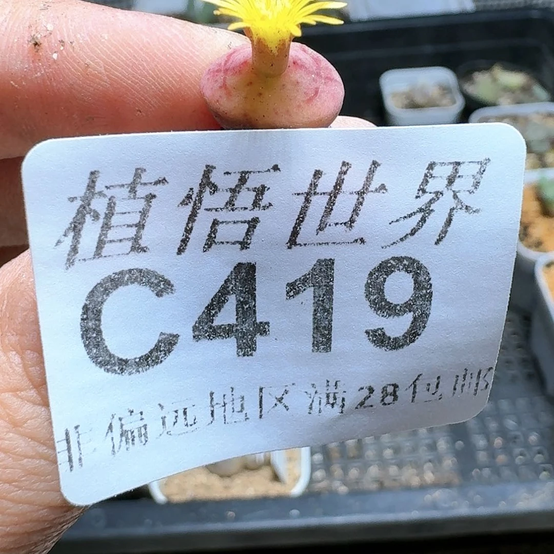 419号多肉植物哇vg