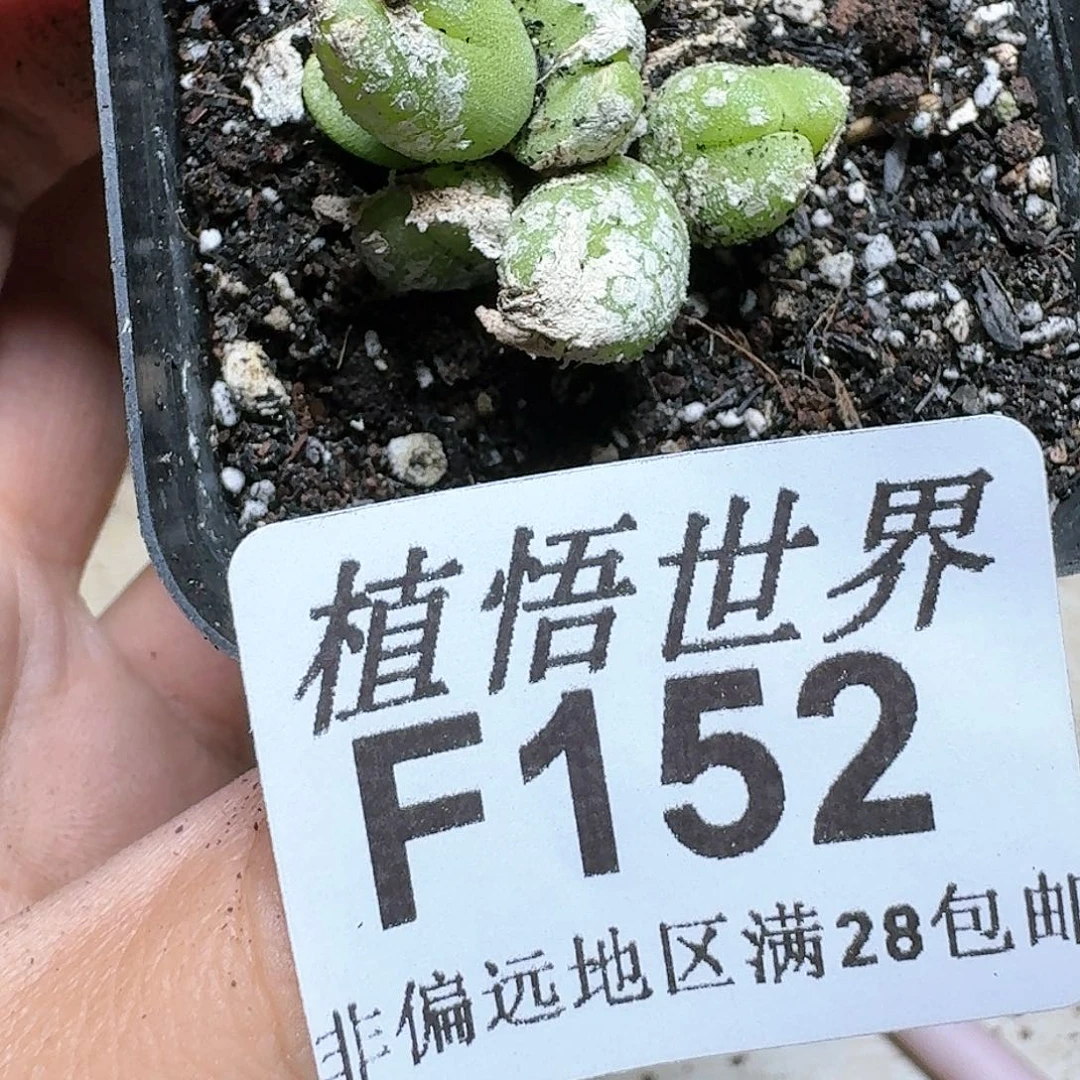 152号多肉植物c g