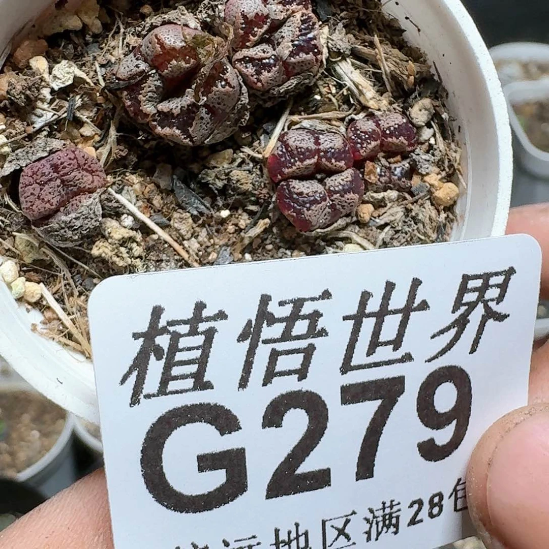 279号多肉植物x x
