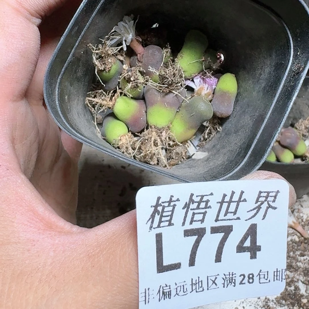 774号多肉植物x c