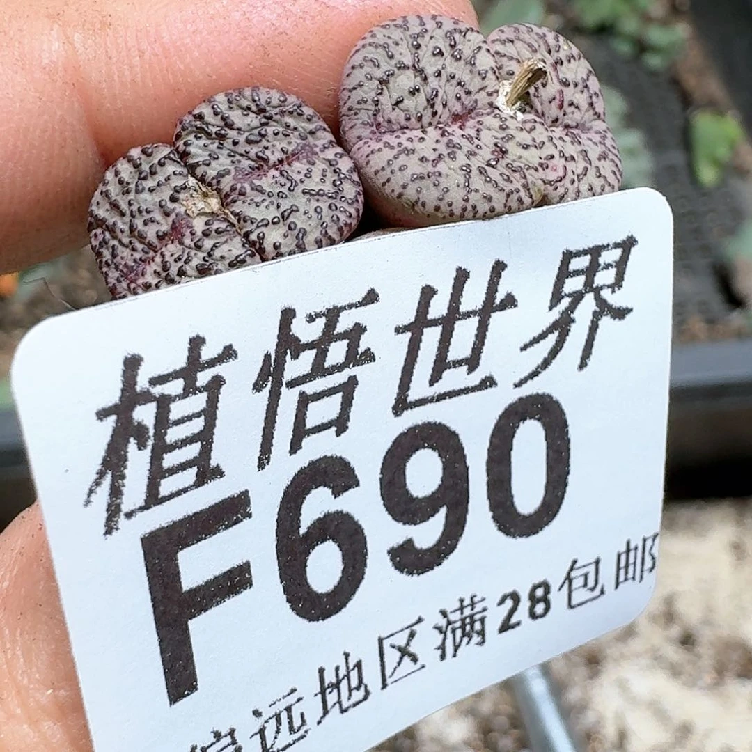 690号多肉植物x f