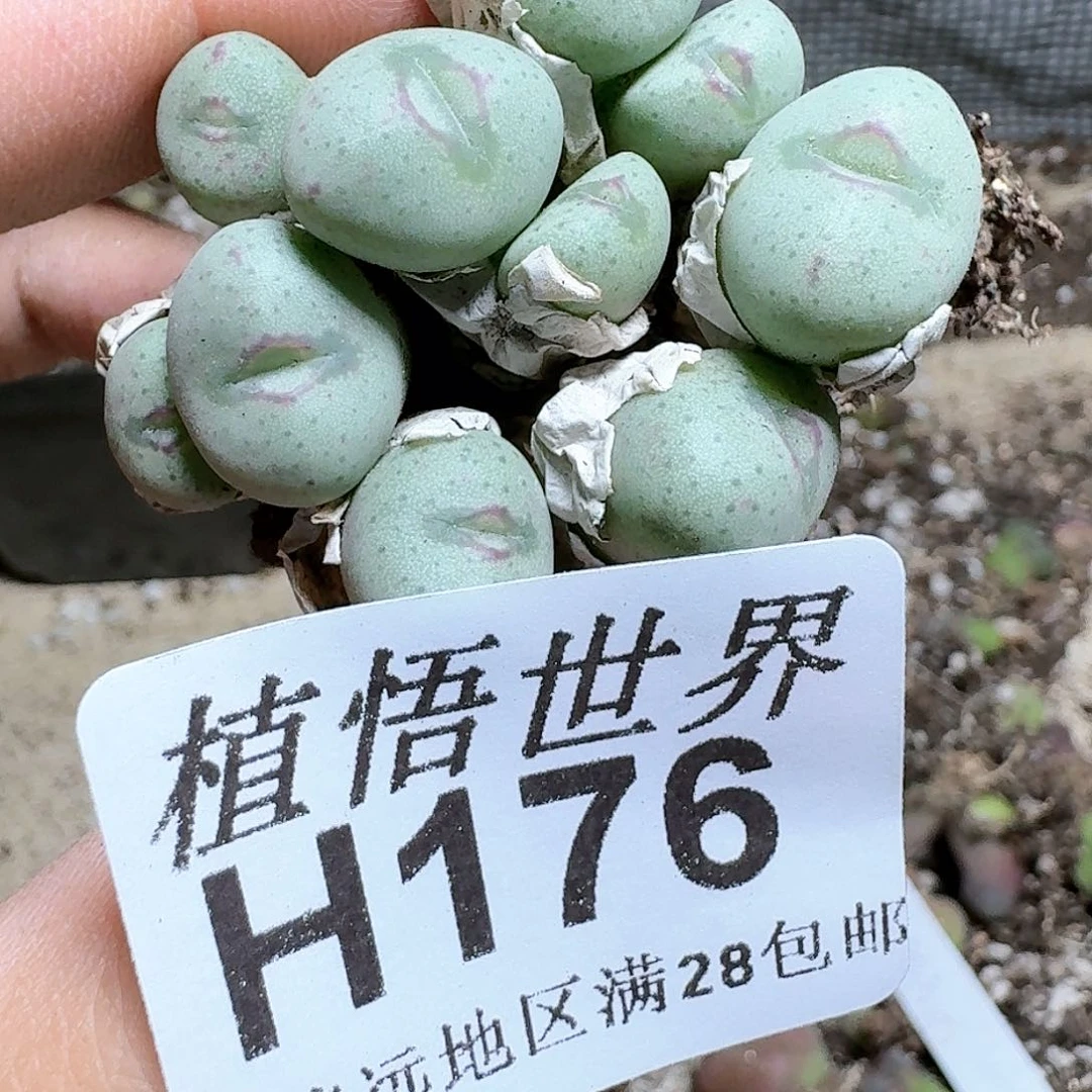 176号多肉植物哇哇x f