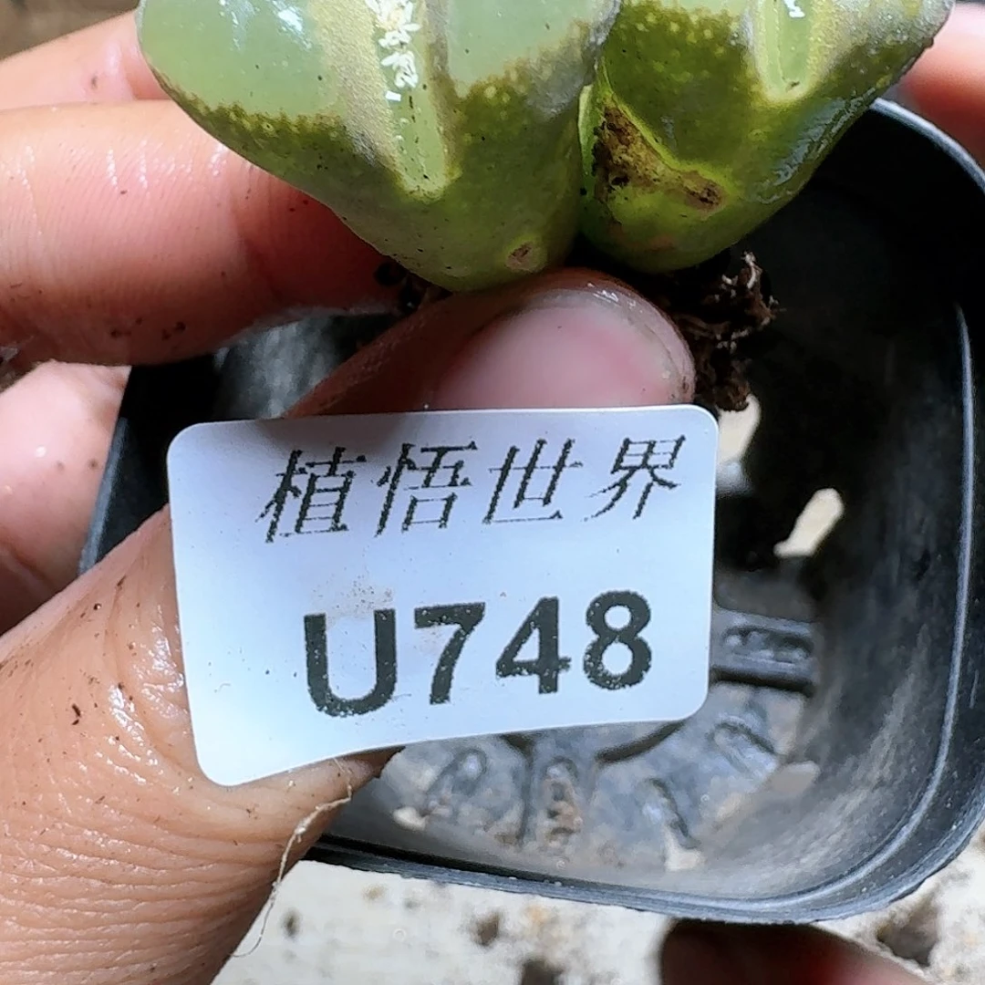 748号多肉植物哇c c