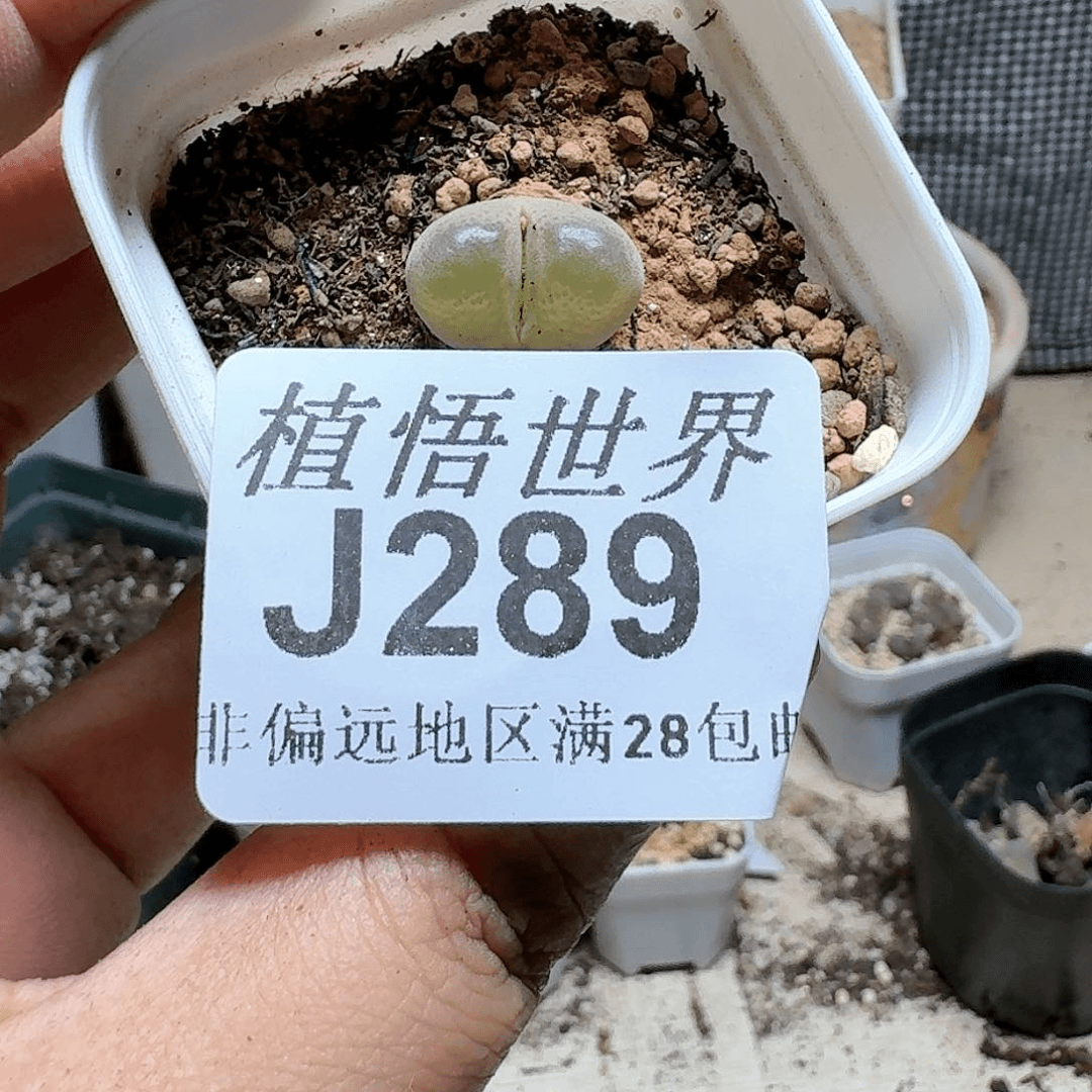 289号多肉植物哇。x,