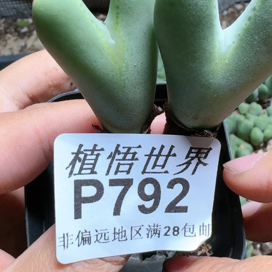 792号多肉植物哇c