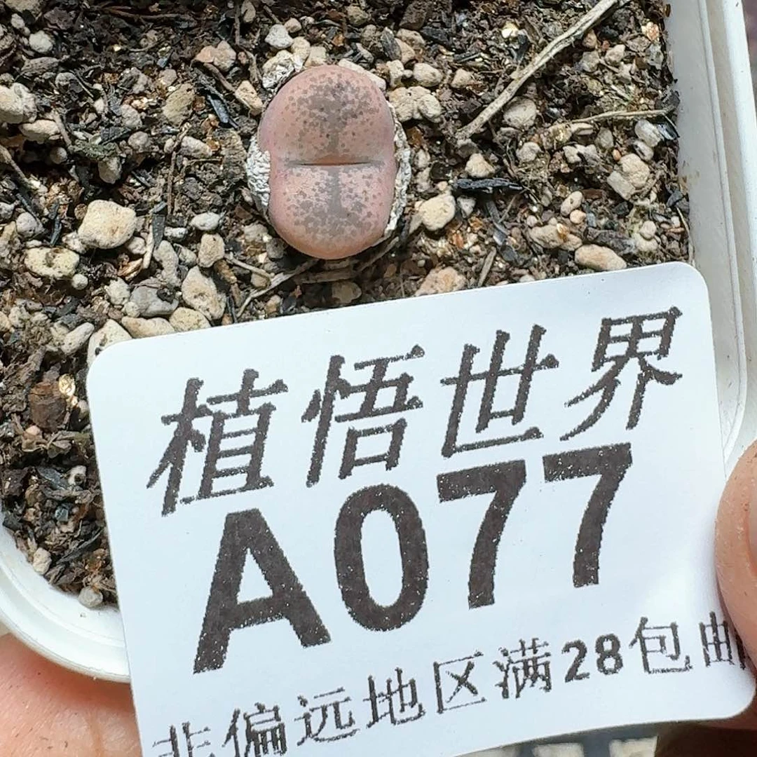 077号多肉植物哇