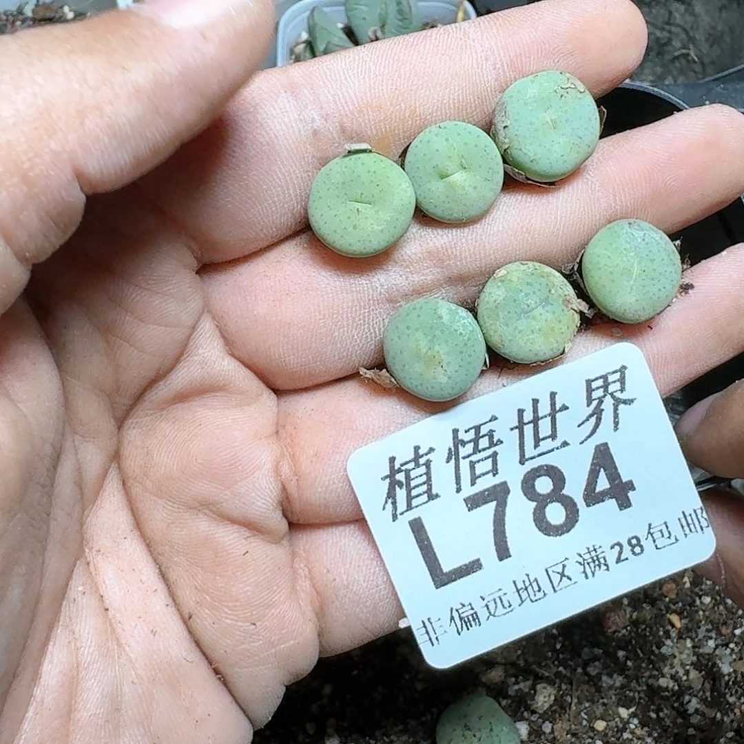 784号多肉植物x f