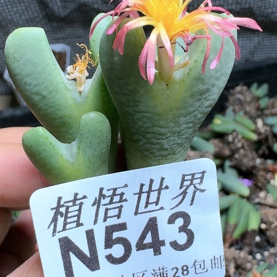 543号多肉植物哇x c