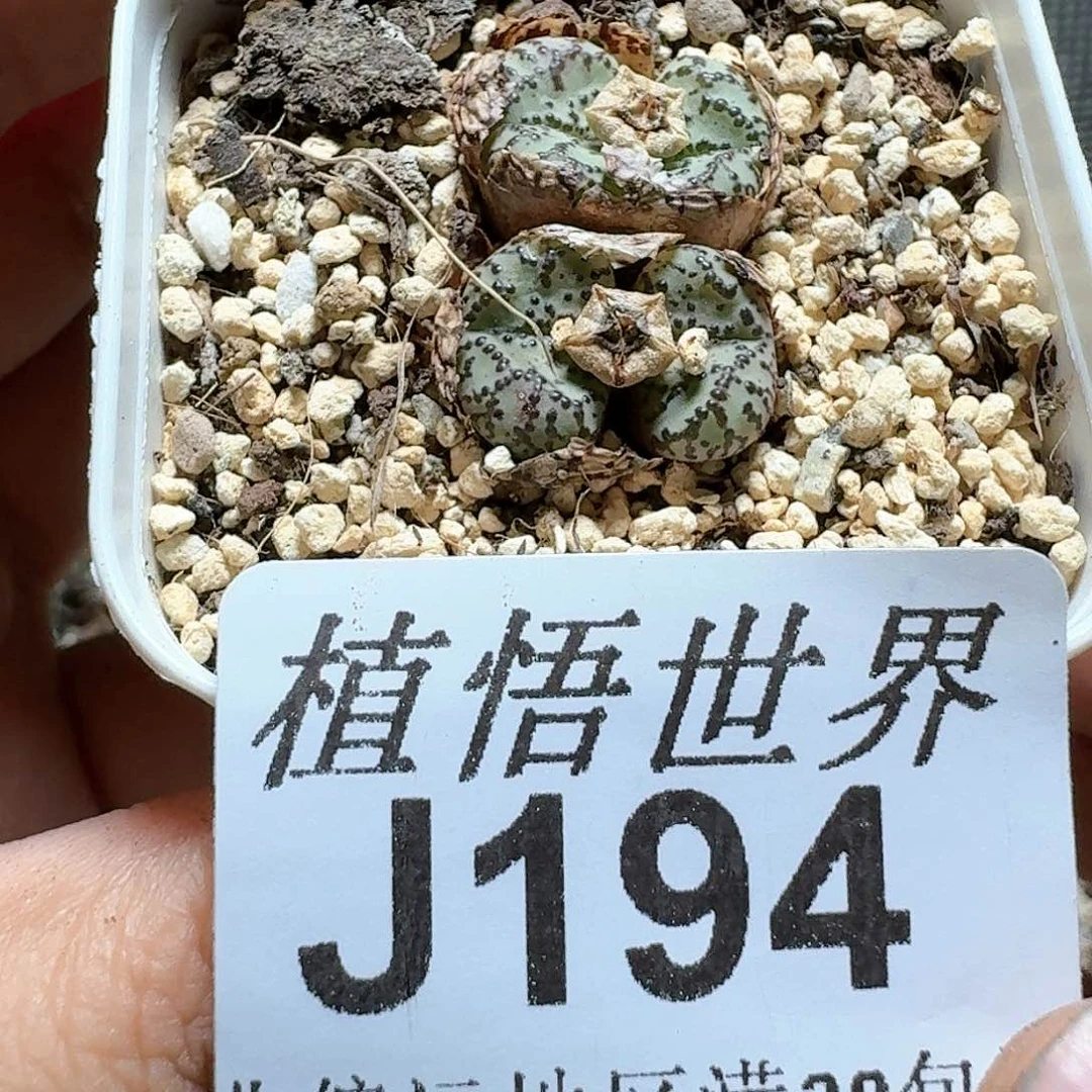 194盒多肉植物。x