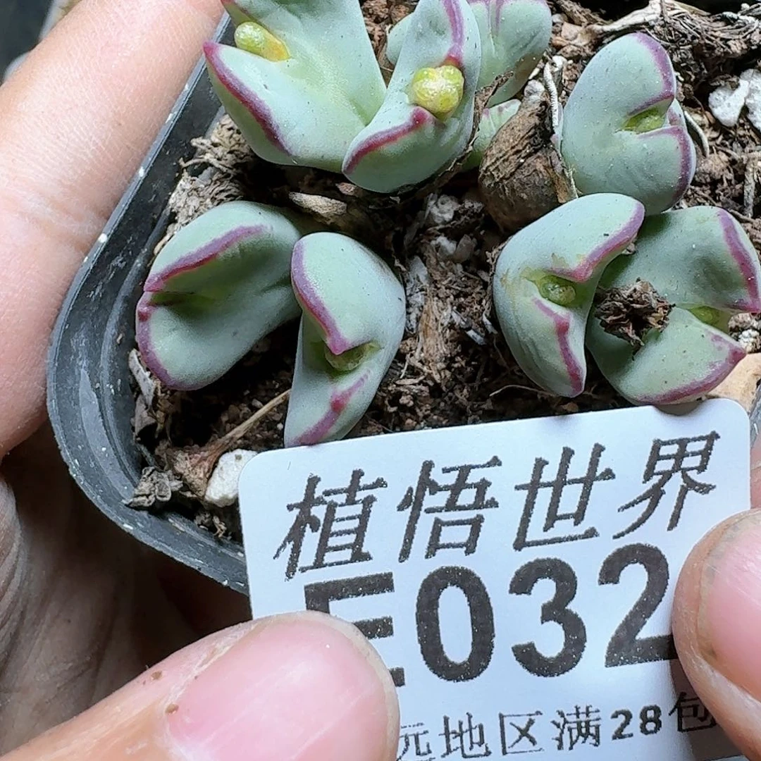 032号多肉植物大