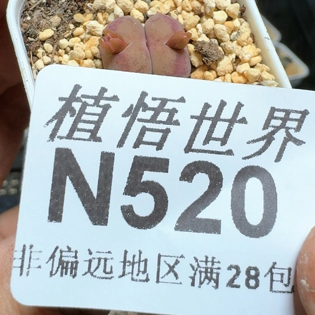 520号多肉植物哇c g