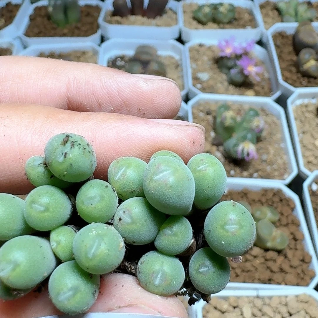 964号多肉植物哇c g