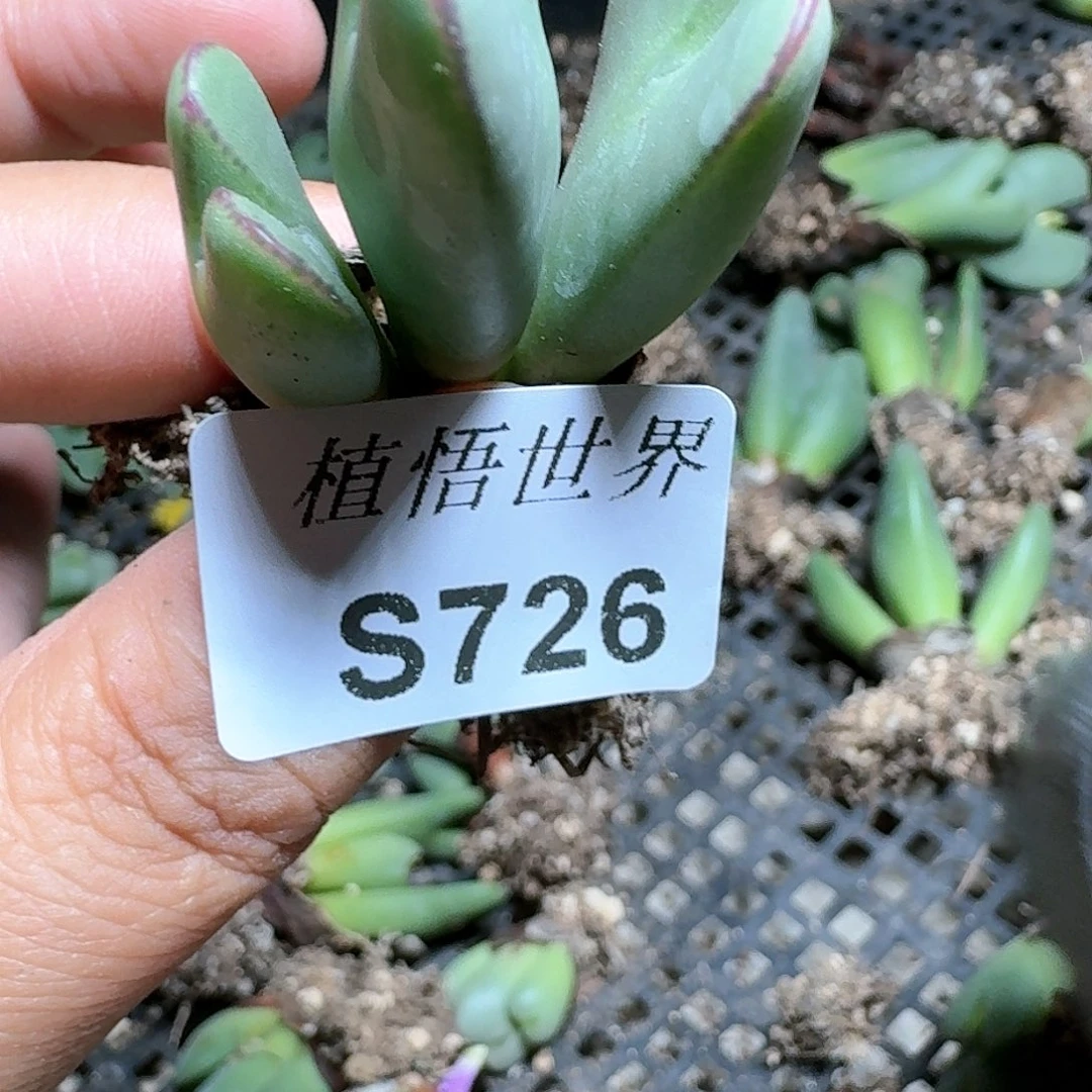 726号的多肉植物哇c