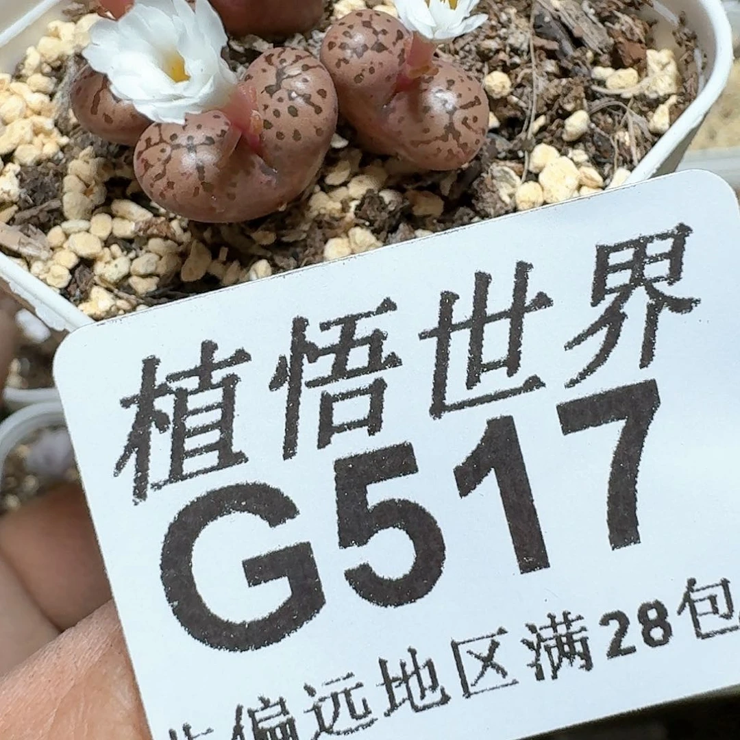 517号多肉植物z x
