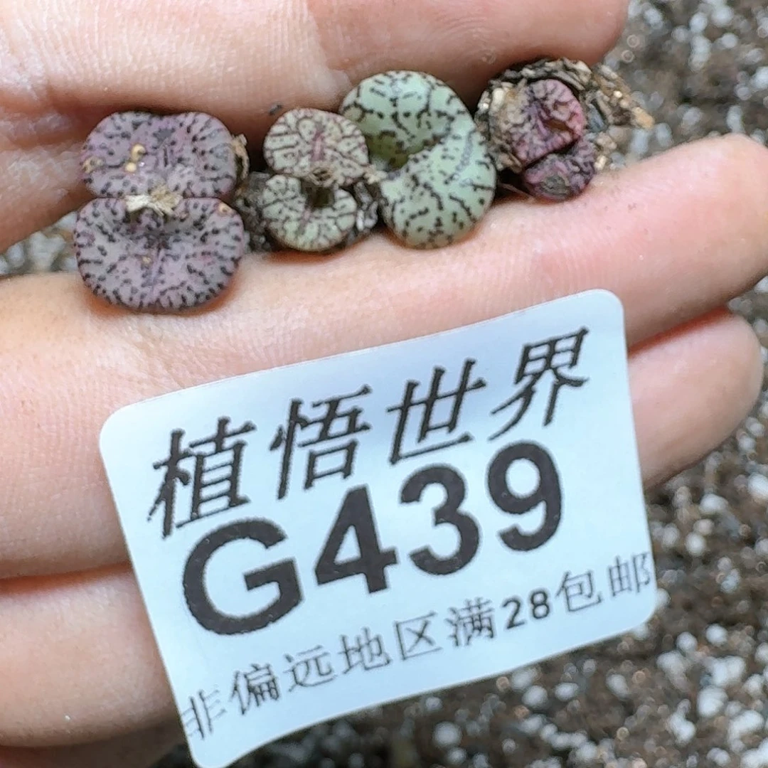 438号多肉植物大
