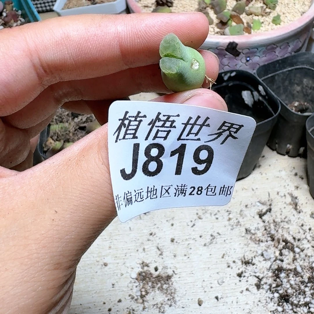 819号多肉植物，f