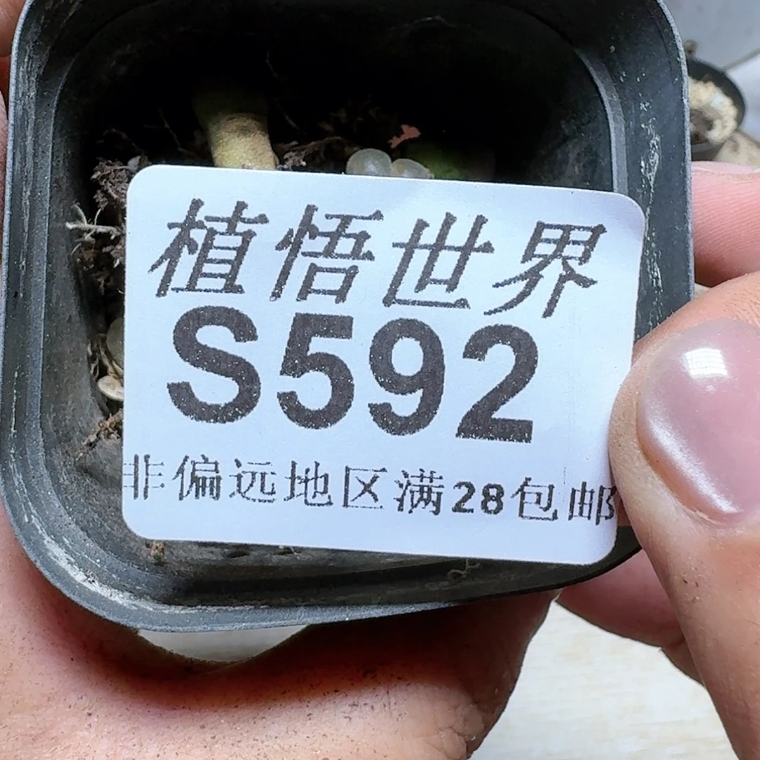 592号多肉植物群,x