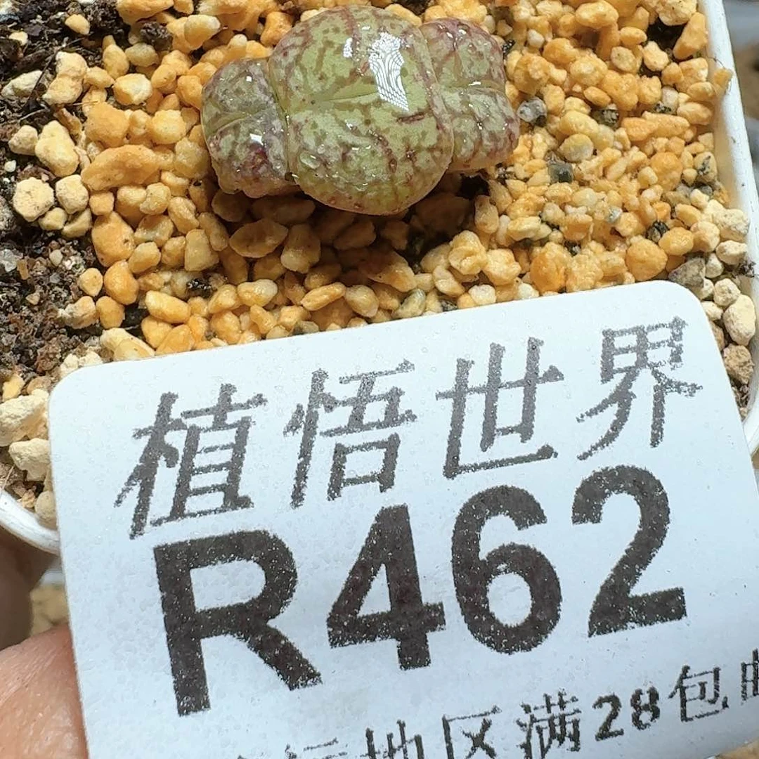 462号多肉植物哇c