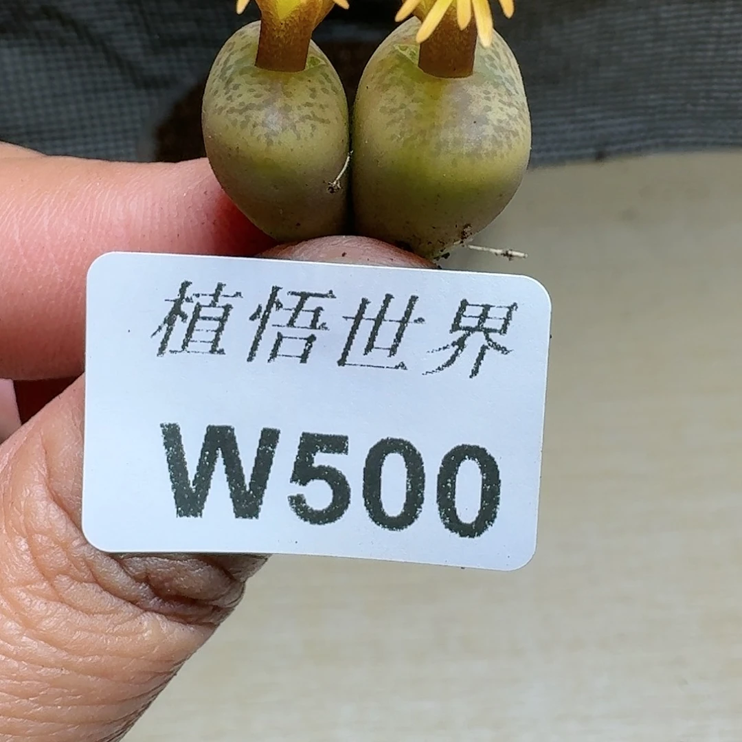 500号多肉植物哇c g