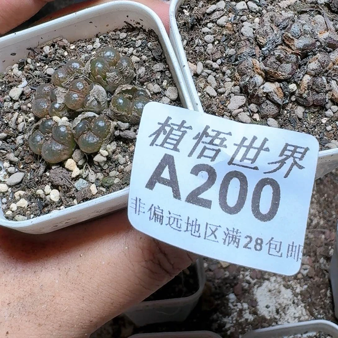 200号多肉植物哇