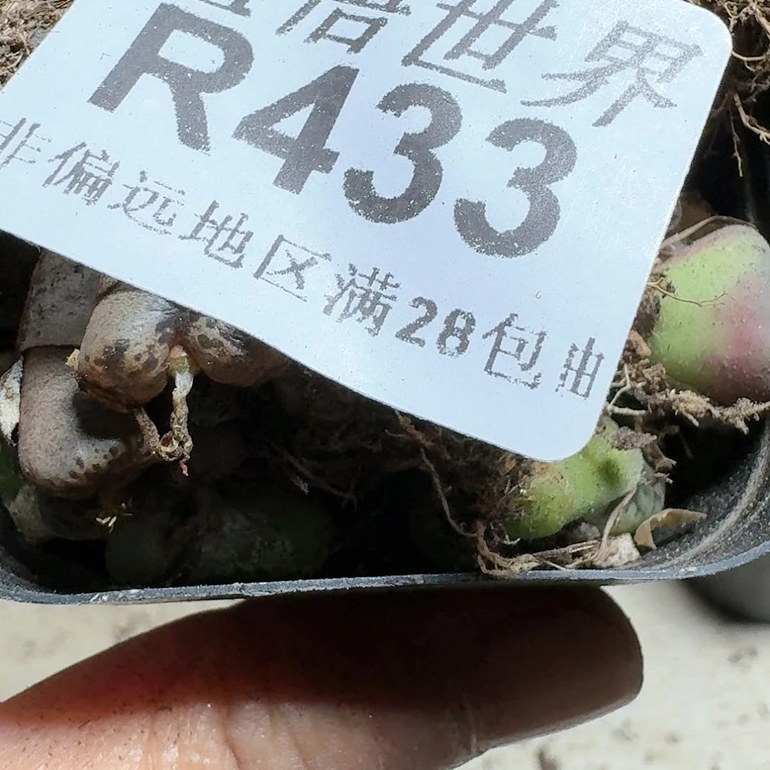 433号多肉植物哇