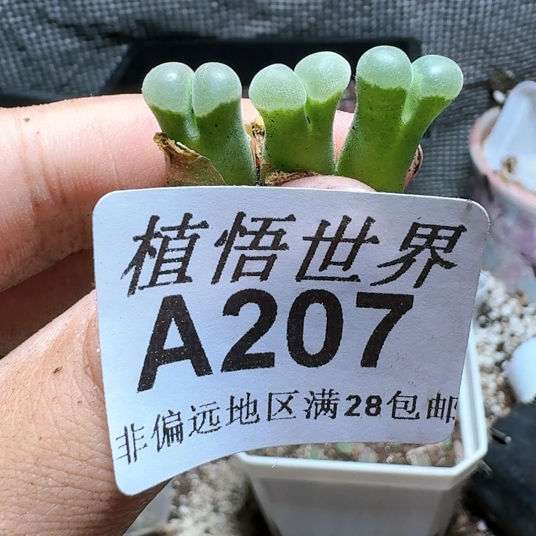 1颗一组量拍多肉植物。。