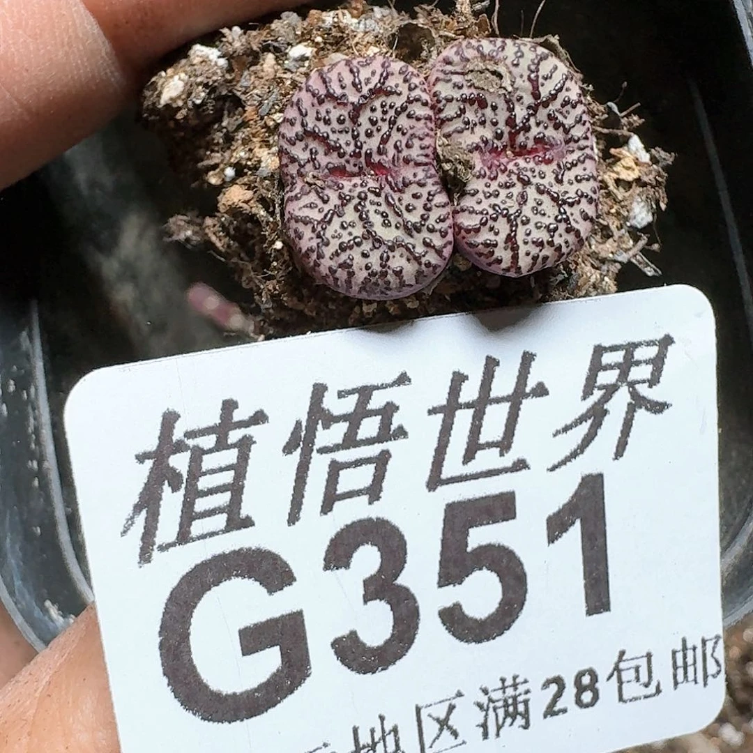 351号多肉植物哇