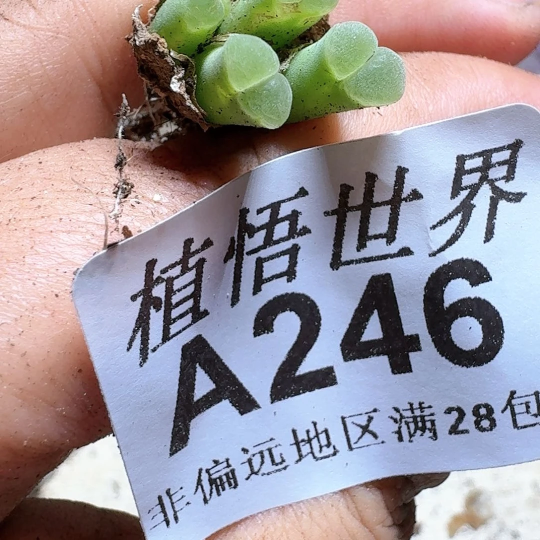 D****L246盒多肉植物。，