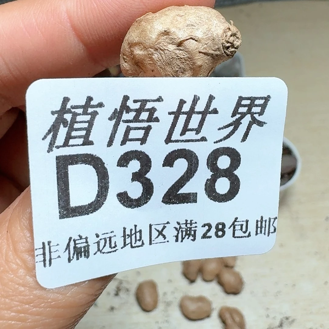 328号多肉植物哇c