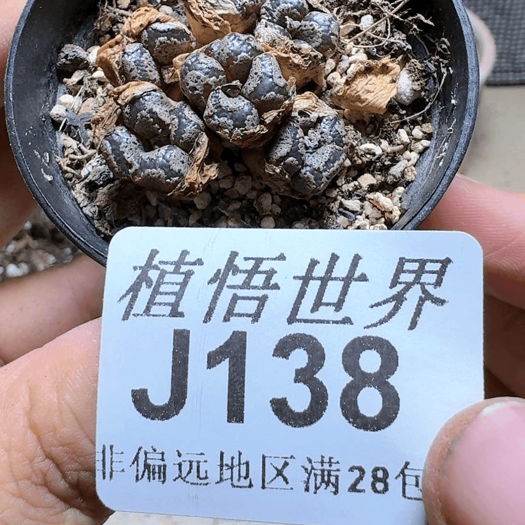 138盒多肉植物群,x
