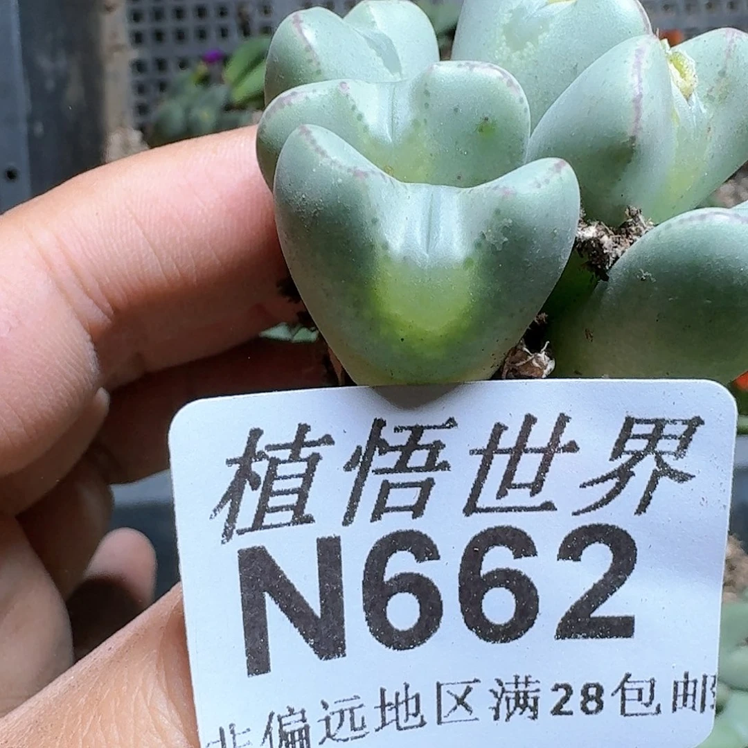 662号多肉植物哇c g
