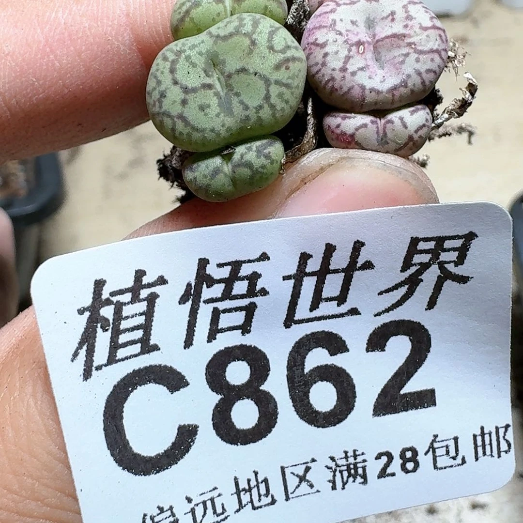 862号多肉植物哇