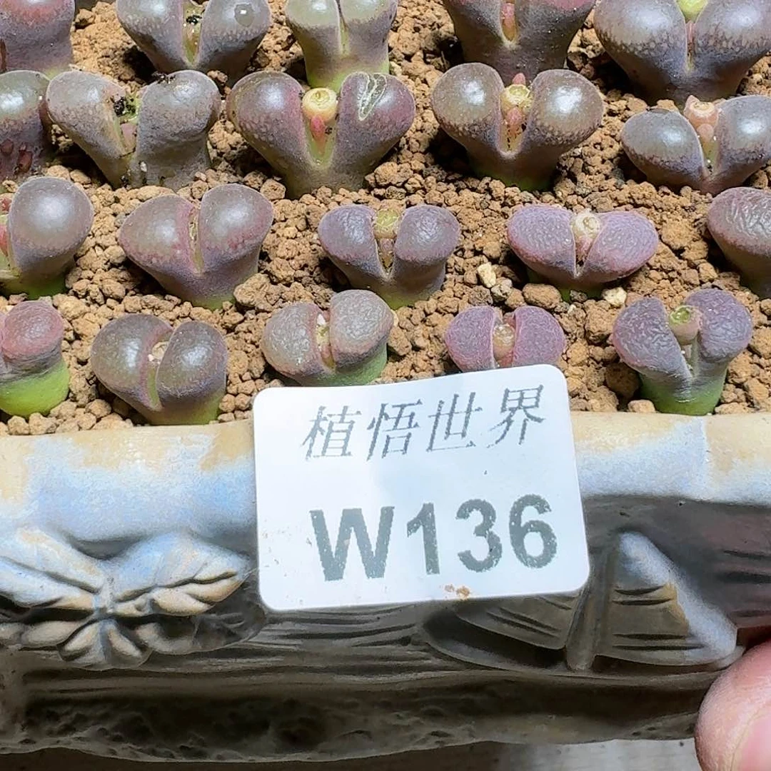 136号多肉植物哇x f