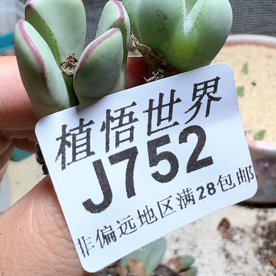 752号多肉植物：；