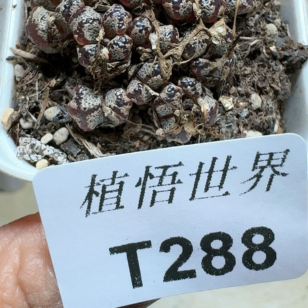 288号多多肉植物哇c