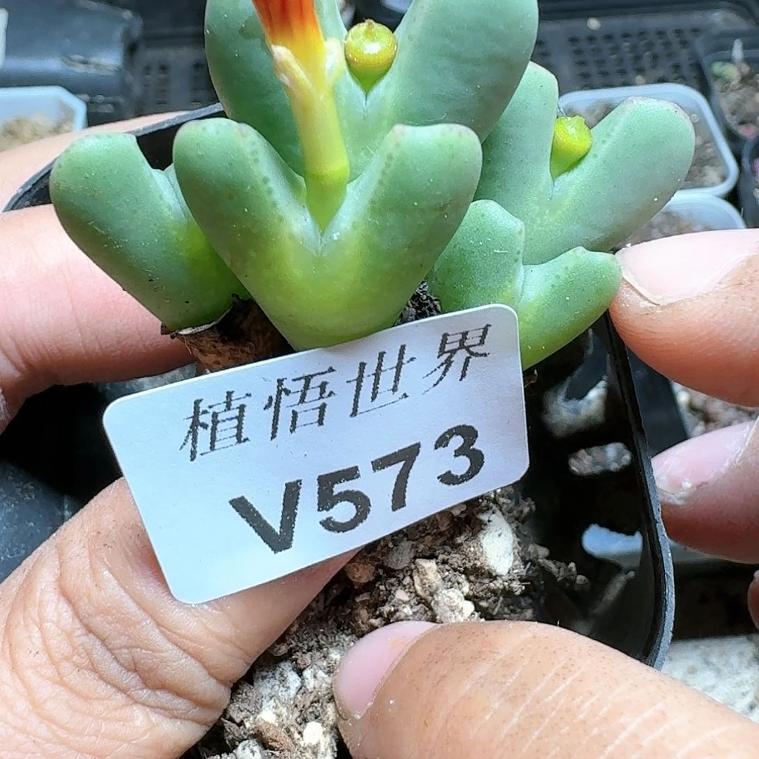 573号多肉植物哇v