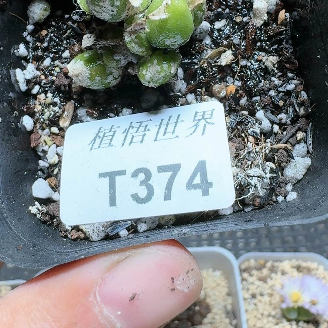 274号多肉植物哇c