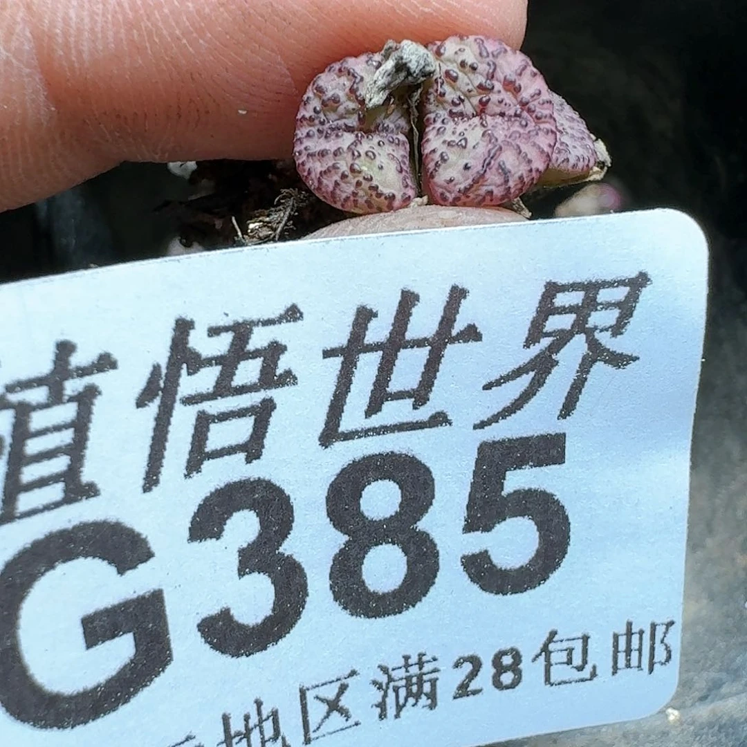 385号多肉植物z x